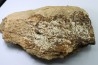 dinosaure freak: TRICERATOPS HORRIDUS