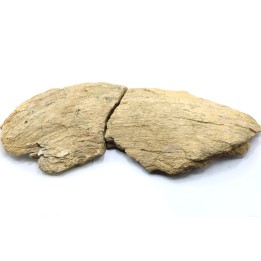 dinosaure freak: TRICERATOPS HORRIDUS