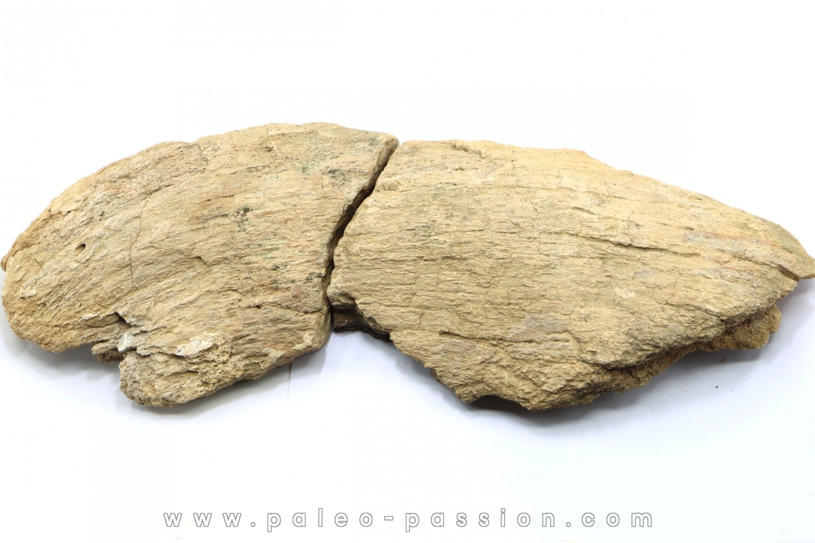 dinosaure freak: TRICERATOPS HORRIDUS