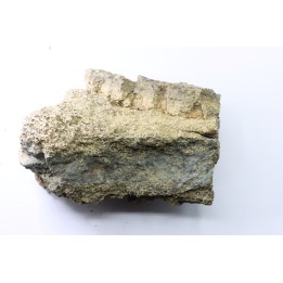 dinosaure freak: TRICERATOPS HORRIDUS
