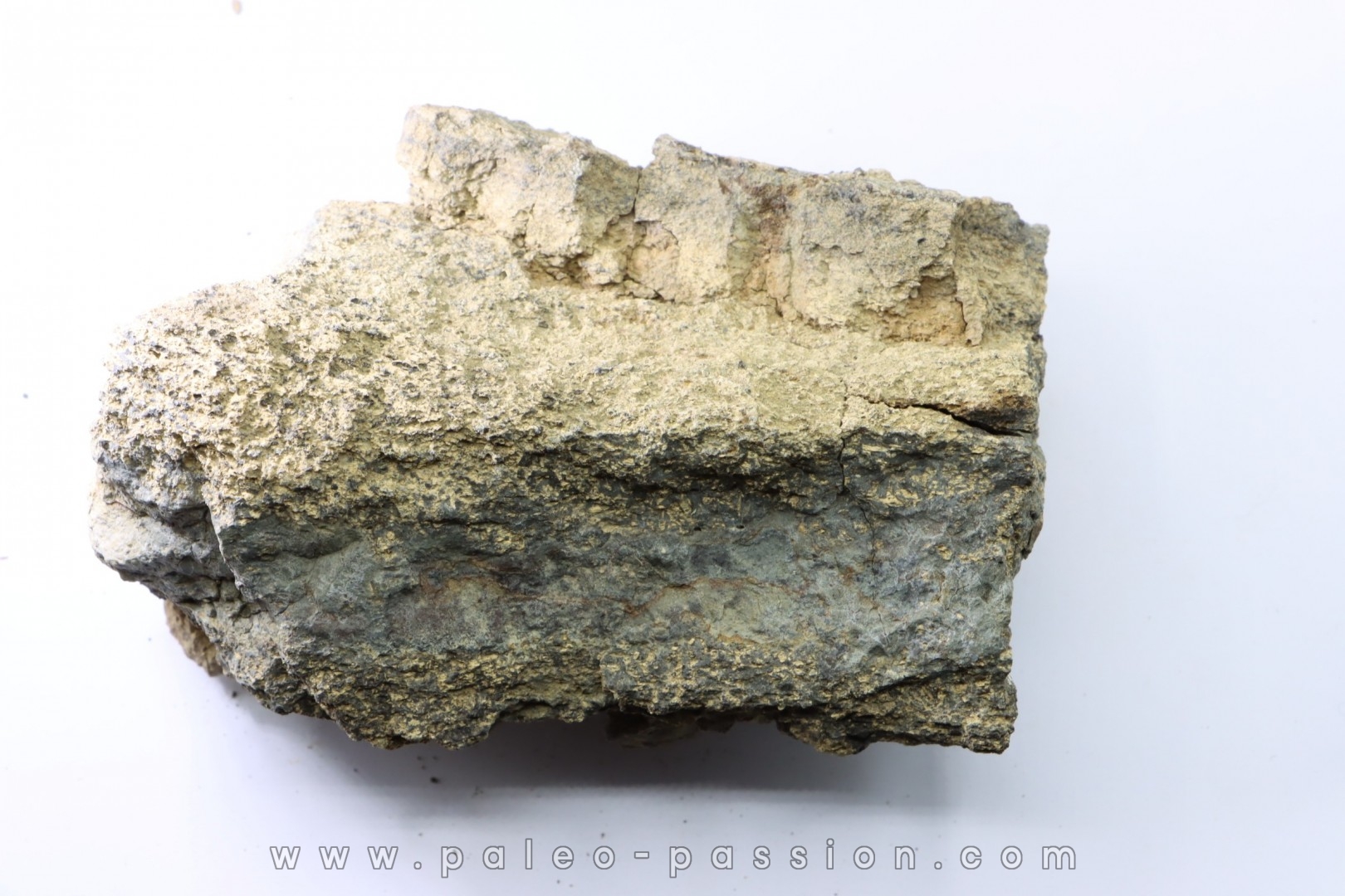 dinosaure freak: TRICERATOPS HORRIDUS