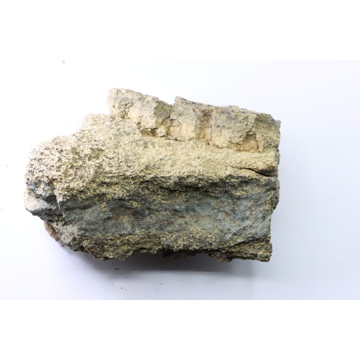 dinosaure freak: TRICERATOPS HORRIDUS
