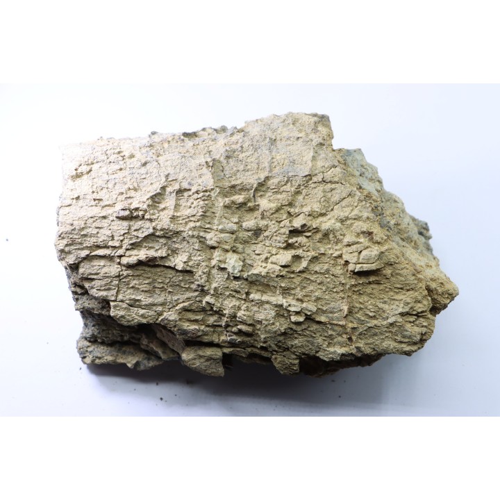 dinosaure freak: TRICERATOPS HORRIDUS