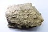 dinosaure freak: TRICERATOPS HORRIDUS