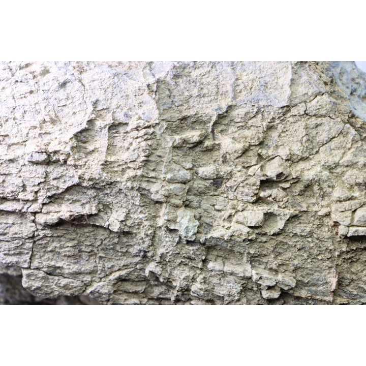 dinosaure freak: TRICERATOPS HORRIDUS