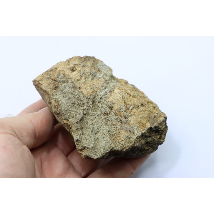 dinosaure freak: TRICERATOPS HORRIDUS
