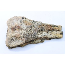 Dinosaure: fragment de collerette de TRICERATOPS HORRIDUS - Hell Creek  Fmt - crétacé sup. - Glendive County, Montana