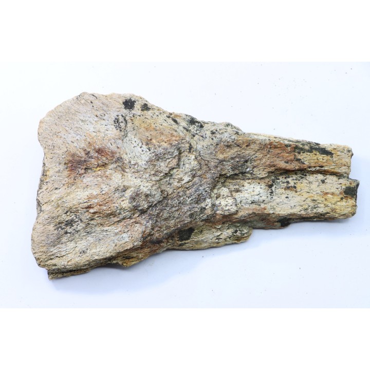 dinosaure freak: TRICERATOPS HORRIDUS
