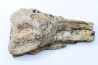 Dinosaure: fragment de collerette de TRICERATOPS HORRIDUS - Hell Creek  Fmt - crétacé sup. - Glendive County, Montana