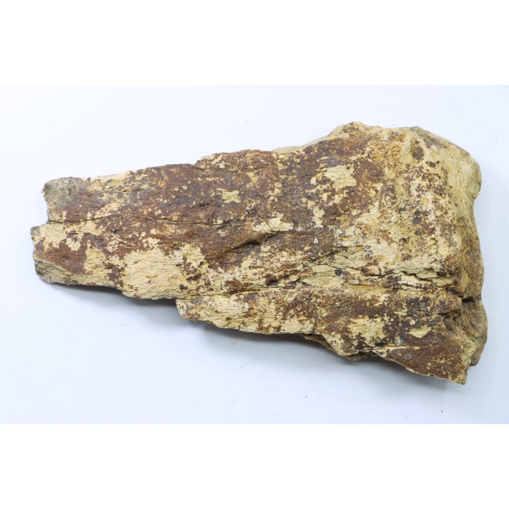 dinosaure freak: TRICERATOPS HORRIDUS