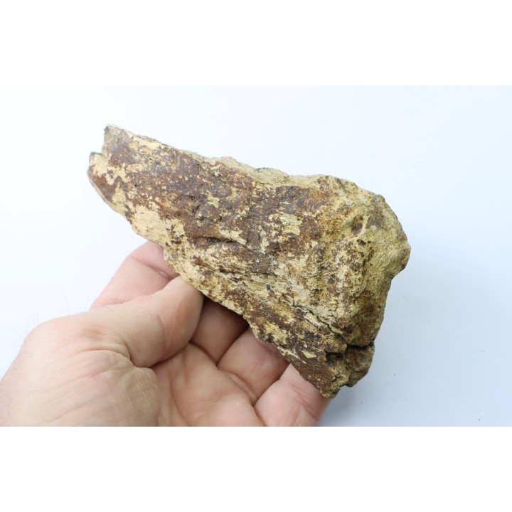 dinosaure freak: TRICERATOPS HORRIDUS
