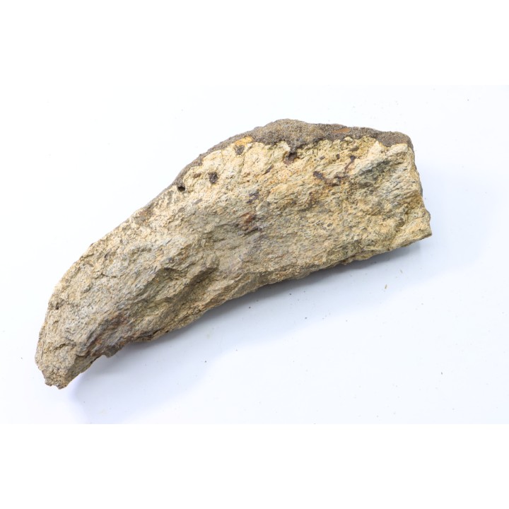 Dinosaure: fragment de collerette de TRICERATOPS HORRIDUS - Hell Creek  Fmt - crétacé sup. - Glendive County, Montana