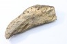 dinosaure freak: TRICERATOPS HORRIDUS