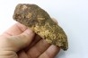 dinosaure freak: TRICERATOPS HORRIDUS