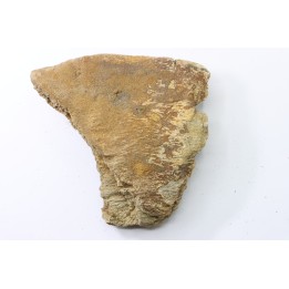 dinosaure freak: TRICERATOPS HORRIDUS