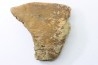 Dinosaure: fragment de collerette de TRICERATOPS HORRIDUS - Hell Creek  Fmt - crétacé sup. - Glendive County, Montana