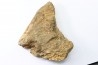 dinosaure freak: TRICERATOPS HORRIDUS