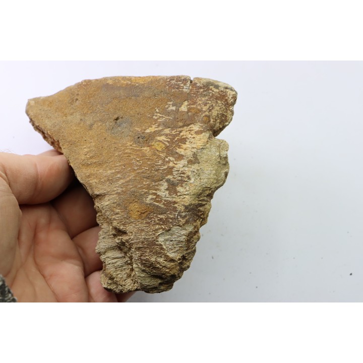 dinosaure freak: TRICERATOPS HORRIDUS