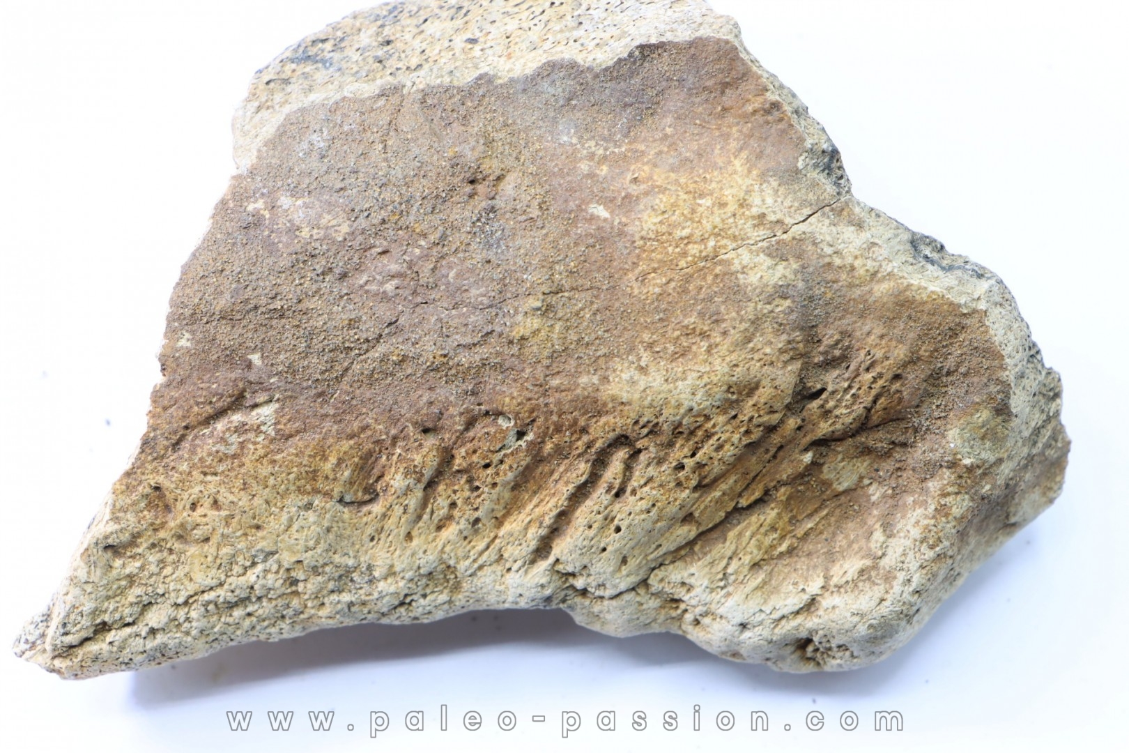 dinosaure freak: TRICERATOPS HORRIDUS