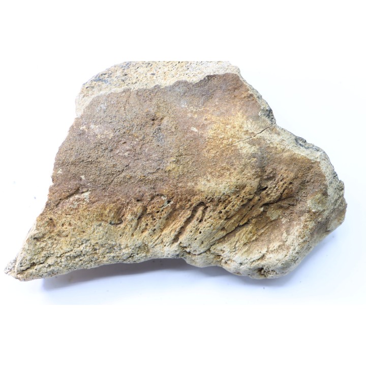 dinosaure freak: TRICERATOPS HORRIDUS