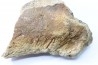 dinosaure freak: TRICERATOPS HORRIDUS