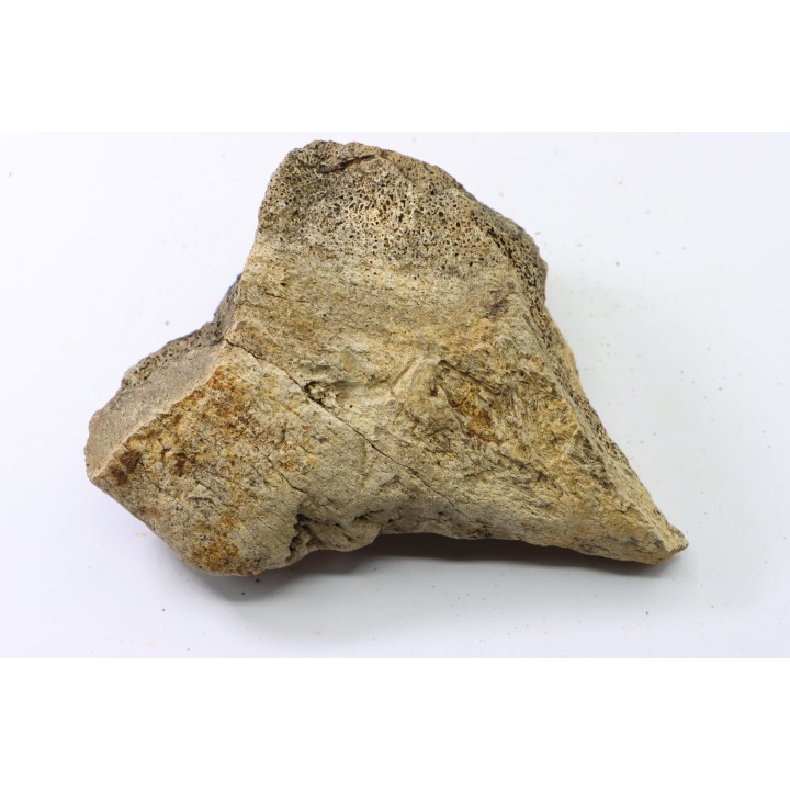 dinosaure freak: TRICERATOPS HORRIDUS