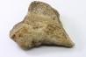 dinosaure freak: TRICERATOPS HORRIDUS