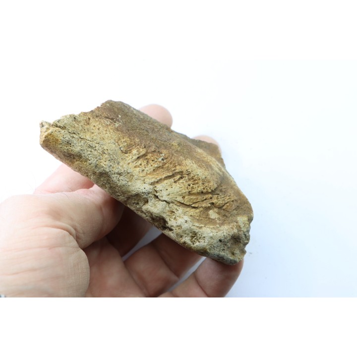 dinosaure freak: TRICERATOPS HORRIDUS