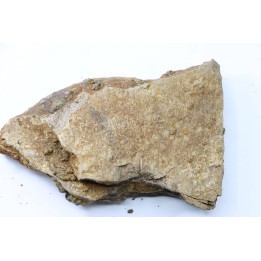 Dinosaure: fragment de collerette de TRICERATOPS HORRIDUS - Hell Creek  Fmt - crétacé sup. - Glendive County, Montana