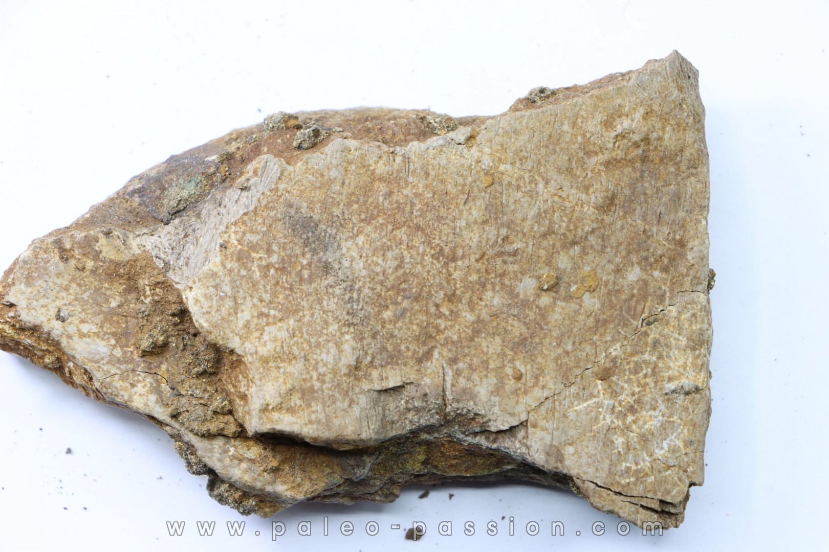 dinosaure freak: TRICERATOPS HORRIDUS
