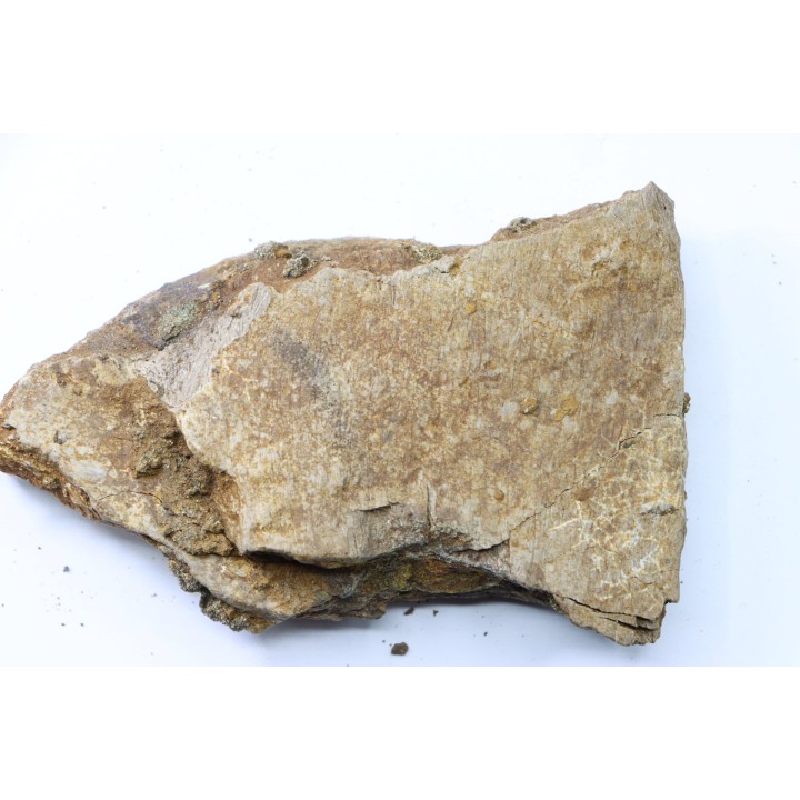 dinosaure freak: TRICERATOPS HORRIDUS