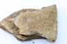 dinosaure freak: TRICERATOPS HORRIDUS