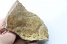 dinosaure freak: TRICERATOPS HORRIDUS