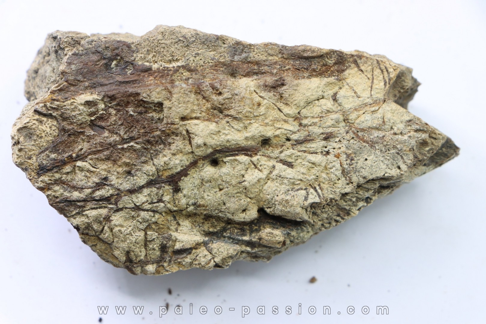 dinosaure freak: TRICERATOPS HORRIDUS