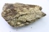 Dinosaure: fragment de collerette de TRICERATOPS HORRIDUS - Hell Creek  Fmt - crétacé sup. - Glendive County, Montana
