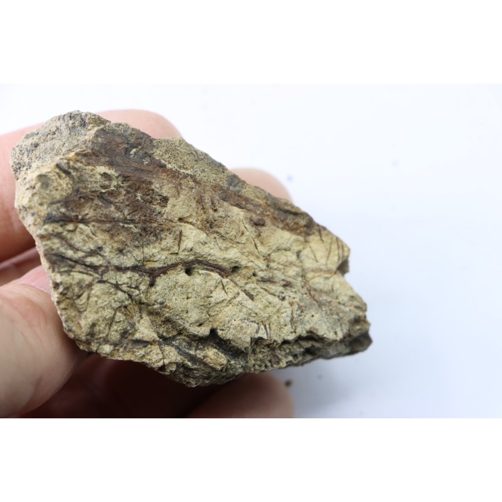 dinosaure freak: TRICERATOPS HORRIDUS