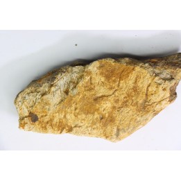 dinosaure freak: TRICERATOPS HORRIDUS