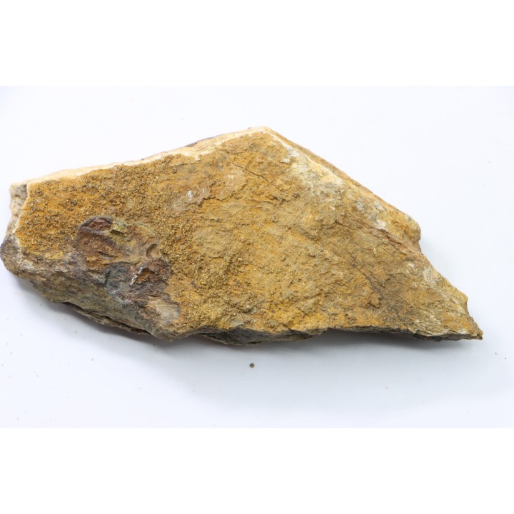 dinosaure freak: TRICERATOPS HORRIDUS