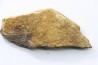 dinosaure freak: TRICERATOPS HORRIDUS