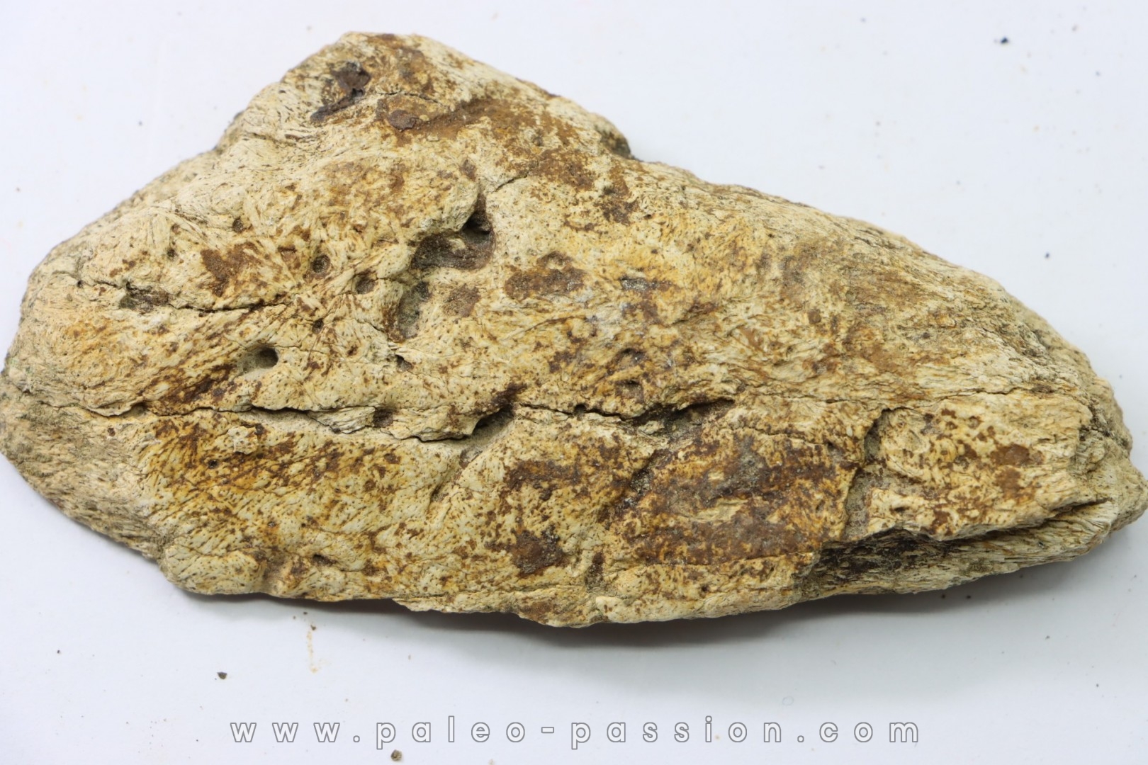 dinosaure freak: TRICERATOPS HORRIDUS