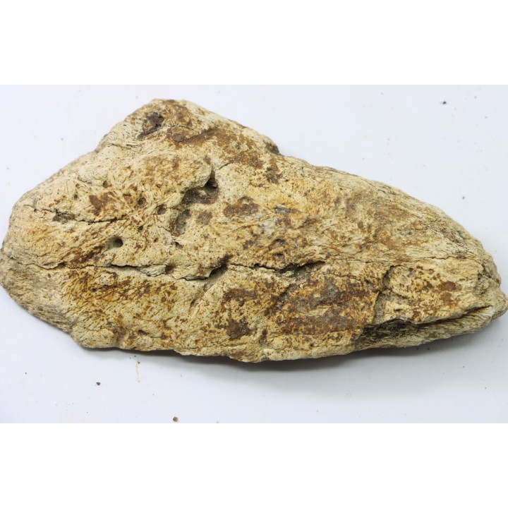 dinosaure freak: TRICERATOPS HORRIDUS