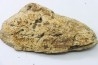 dinosaure freak: TRICERATOPS HORRIDUS