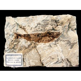CLUPEA sp. monte bolca