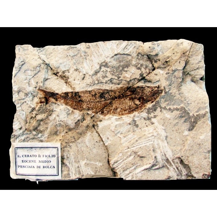 CLUPEA sp. monte bolca