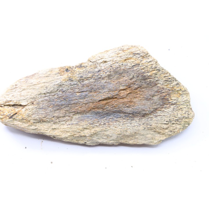 dinosaure freak: TRICERATOPS HORRIDUS