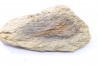dinosaure freak: TRICERATOPS HORRIDUS