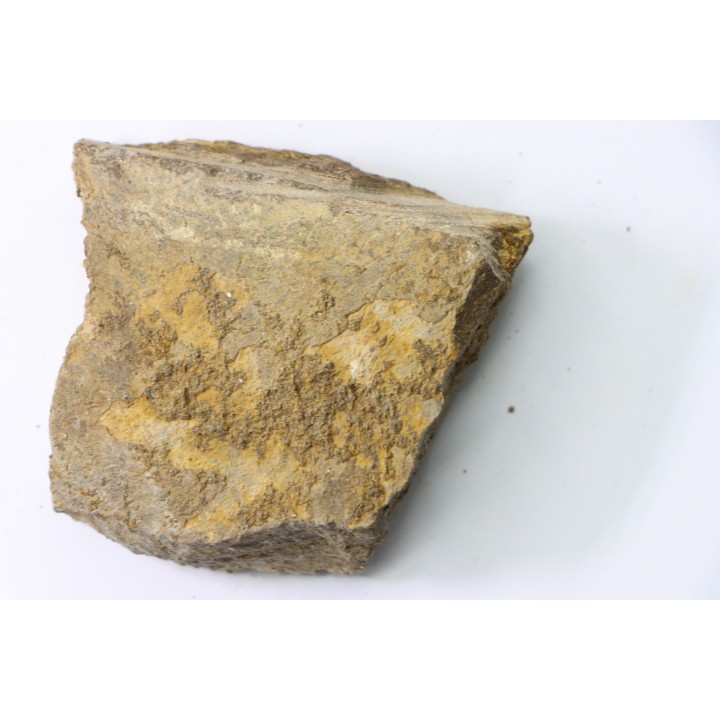 dinosaure freak: TRICERATOPS HORRIDUS