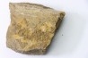 dinosaure freak: TRICERATOPS HORRIDUS