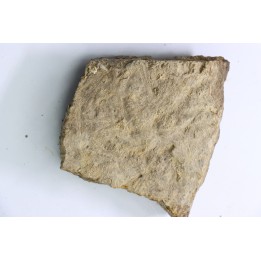 dinosaure freak: TRICERATOPS HORRIDUS