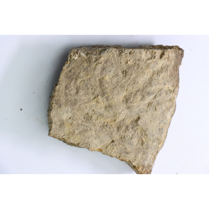 dinosaure freak: TRICERATOPS HORRIDUS